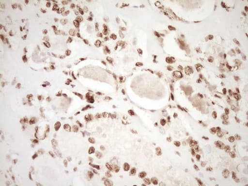 SAE1 Antibody (clone OTI6C7, Carrier-free)
