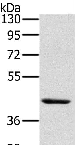 HSD3B7 Antibody