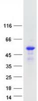 Human SYT12 / Synaptotagmin12 Protein (Recombinant Myc-DDK (Flag))