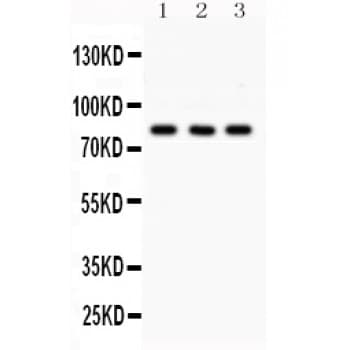 SP3 Antibody (aa569-599)