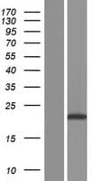 PPIAL4B Protein (Over-Expression Lysate Myc-DDK (Flag))