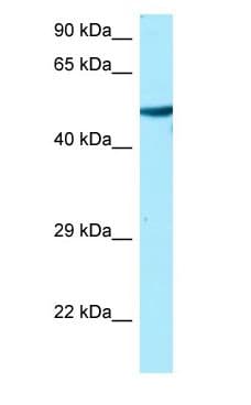 TUBA1A / Tubulin Alpha 1a Antibody (C-Terminus)