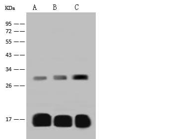 Polyclonal Rabbit anti-Mouse PRDX5 / Peroxiredoxin 5 Antibody (IHC, WB)