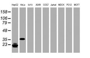 JUN / c-Jun Antibody (clone OTI9H10)