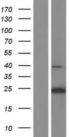 MS4A12 Protein (Over-Expression Lysate Myc-DDK (Flag))