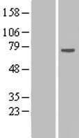 RPAP2 Protein (Over-Expression Lysate Myc-DDK (Flag))