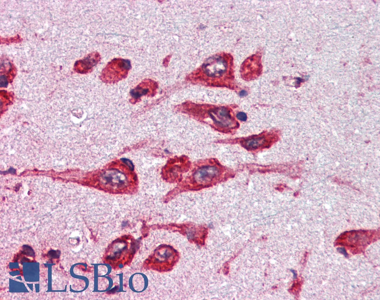 IHC-plus™ MAOB / Monoamine Oxidase B Antibody (aa331-343)