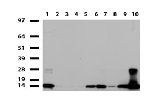 S100A9 / MRP14 Antibody (clone UMAB174, Carrier-free)