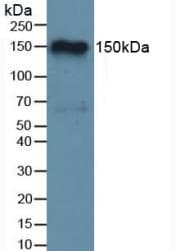 CFH / Complement Factor H Antibody (FITC)