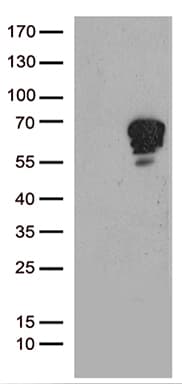 TSPYL1 Antibody (aa1-272, clone OTI6C6)