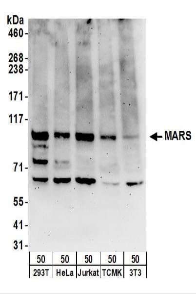 MARS Antibody (aa650-700)