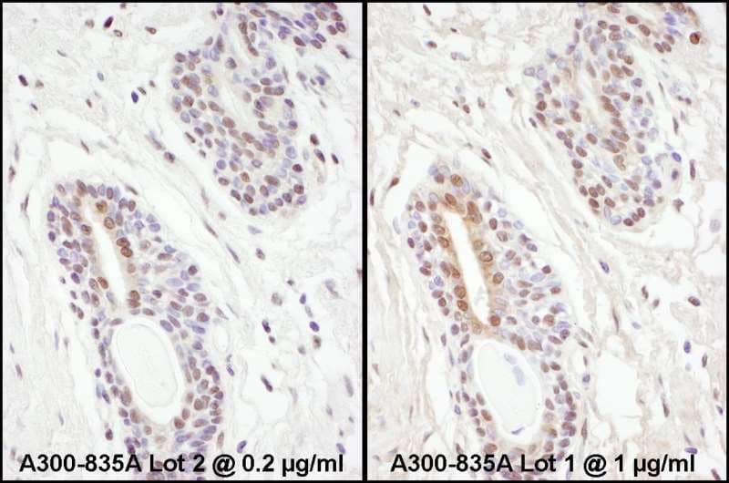 PPP4C Antibody (aa1-50)