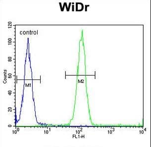 IHC-plus™ ACCN1 / ASIC2 Antibody (aa120-148)