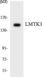 LMTK3 Antibody (aa1224-1273)