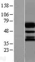 UBQLN1 / Ubiquilin Protein (Over-Expression Lysate Myc-DDK (Flag))