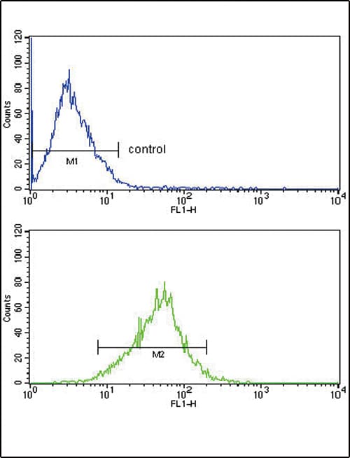 APOL1 / Apolipoprotein L Antibody (aa137-171)