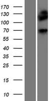 DMPK / DM Protein (Over-Expression Lysate Myc-DDK (Flag))