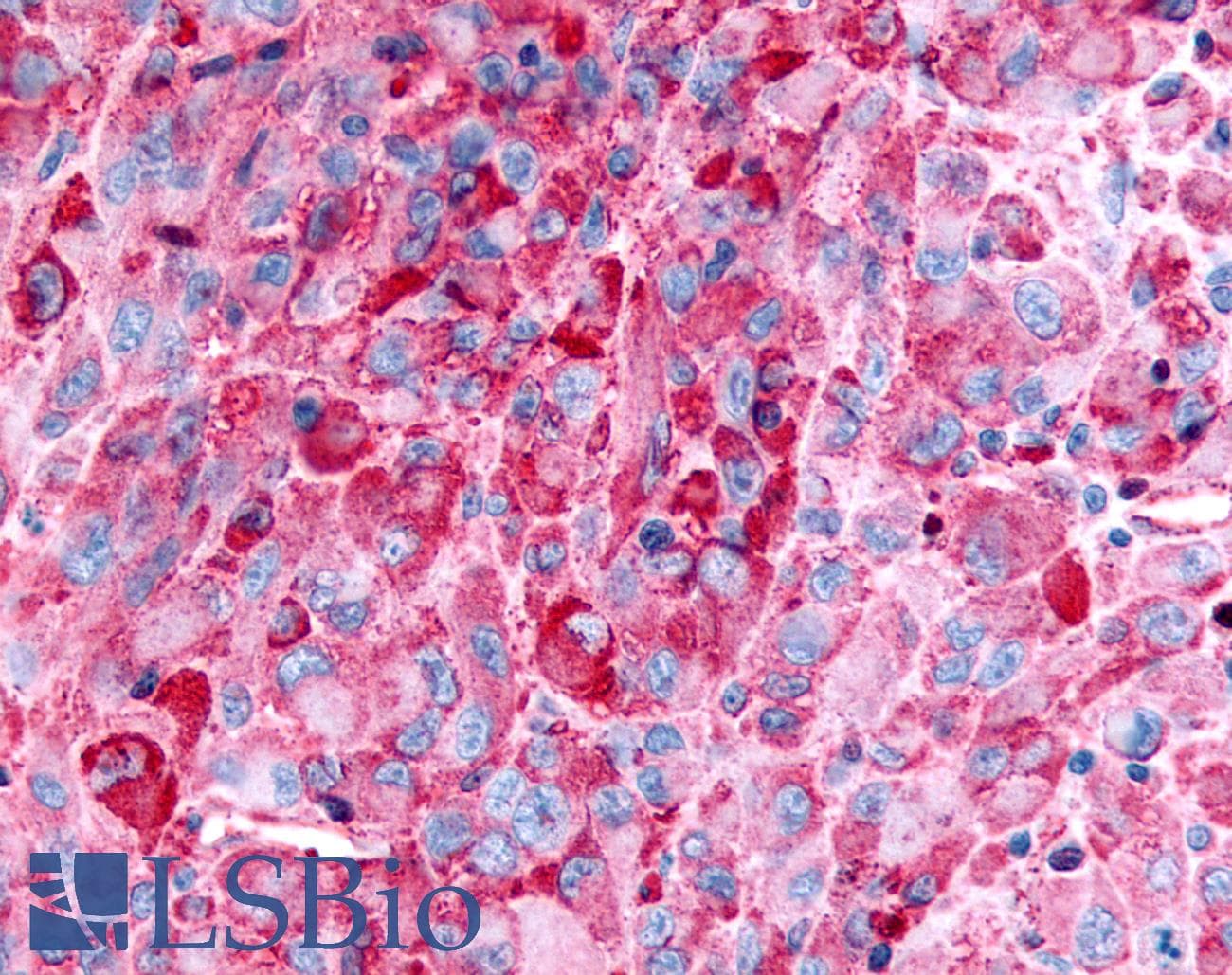 PathPlus™ GPR35 Antibody (C-Terminus)