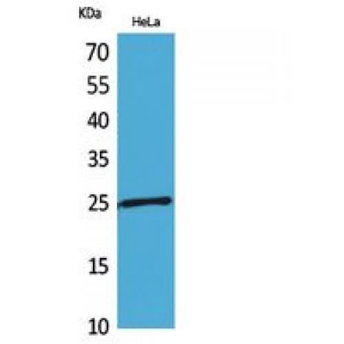 Polyclonal Rabbit anti-Human PRDX1 / Peroxiredoxin 1 Antibody (21-70 aa, Internal, WB)