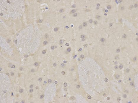 IHC-plus™ LIG3 / DNA Ligase III Antibody