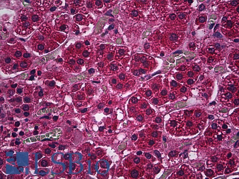 IHC-plus™ PDE9A Antibody (clone 1E1)