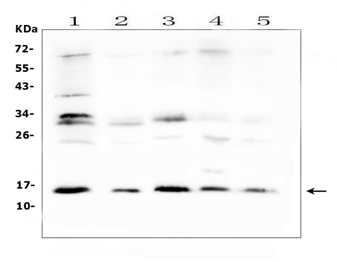 ISG15 Antibody