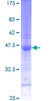 Human SNAPIN Protein (Recombinant GST)