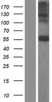CHST7 Protein (Over-Expression Lysate Myc-DDK (Flag))