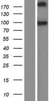 Human CDH26 / Cadherin 26 Protein (Over-Expression Lysate Myc-DDK (Flag))
