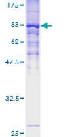 Human ZDHHC13 / HIP14L Protein (Recombinant GST)