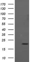 ANAPC11 / APC11 Antibody (clone OTI1A8)