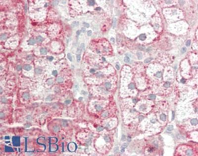IHC-plus™ DRD3 / Dopamine Receptor D3 Antibody