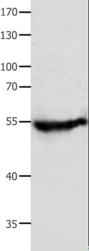 CAP2 Antibody