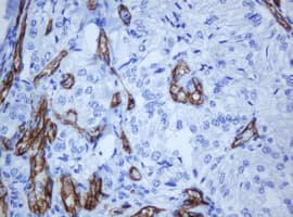 PECAM-1 / CD31 Antibody (clone OTI1F9)