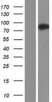 WDR70 Protein (Over-Expression Lysate Myc-DDK (Flag))