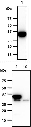IHC-plus™ Monoclonal Mouse anti-Human SULT2A1 / Sulfotransferase 2A1 Antibody (clone AT13E10, IHC, IF, WB)