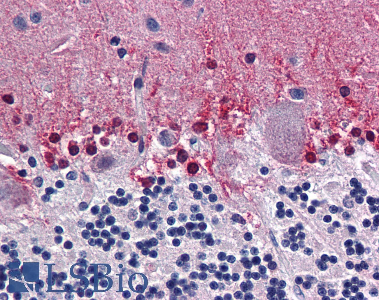 IHC-plus™ CBS Antibody (clone 6B8)
