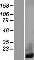 CRIP1 Protein (Over-Expression Lysate Myc-DDK (Flag))