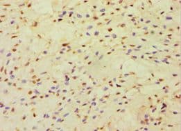 CBLC Antibody (aa245-474)