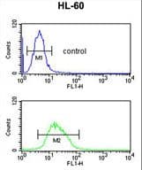 Polyclonal Rabbit anti-Human RNASEH2C / AGS3 Antibody (aa80-108, WB)
