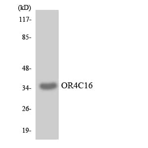 OR4C16 Antibody (aa251-300)