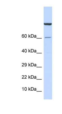 ZNF251 Antibody (aa91-140)