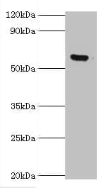 MKS1 Antibody (aa150-300)