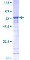 Human CLNS1A Protein (Recombinant GST)