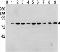 Polyclonal Rabbit anti-Human RAF1 / RAF Antibody (phospho-Ser338, WB)