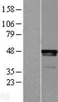 Human LHX2 Protein (Over-Expression Lysate Myc-DDK (Flag))