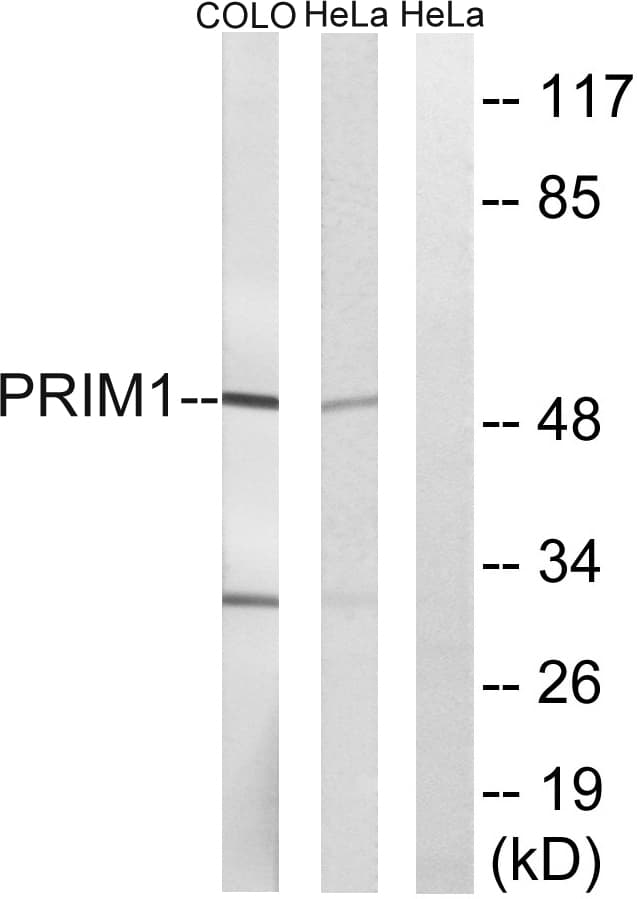 PRIM1 Antibody (aa371-420)