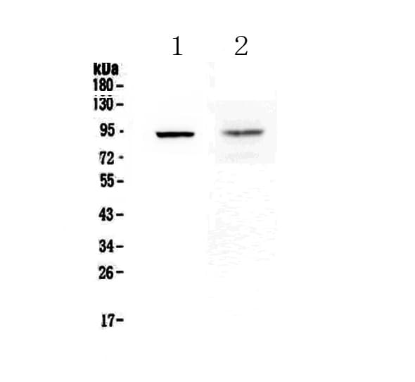 TLR1 Antibody