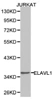 ELAVL1 / HUR Antibody