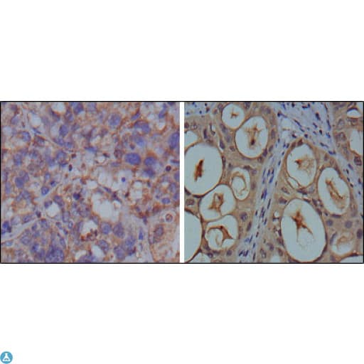 GAPDH Antibody